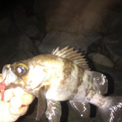 まだだ まだ終わらんよメバリング