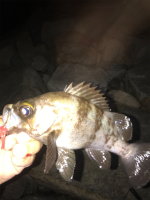 まだだ まだ終わらんよメバリング