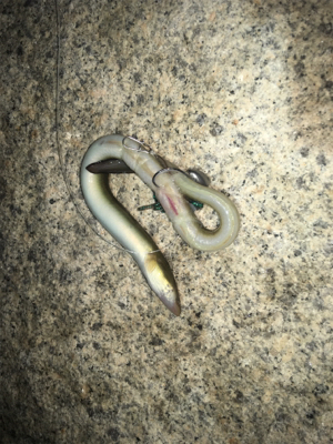 淀川ブリームゲーム 一転渋い