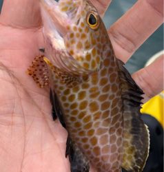 ロックフィッシュ♪