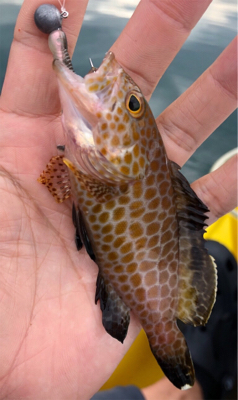 ロックフィッシュ♪