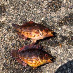 親父たちの釣行 第5弾 舞鶴編