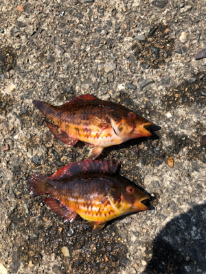 親父たちの釣行 第5弾 舞鶴編