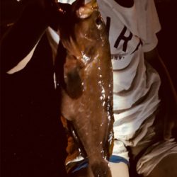 なかなかよい型のアコウ