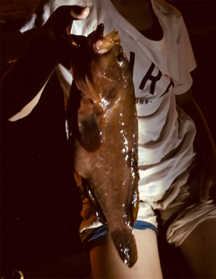 なかなかよい型のアコウ