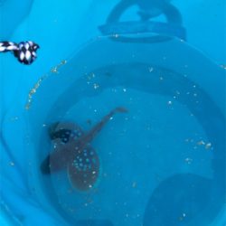 ちょいとちょい投げ☆