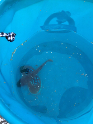 ちょいとちょい投げ☆