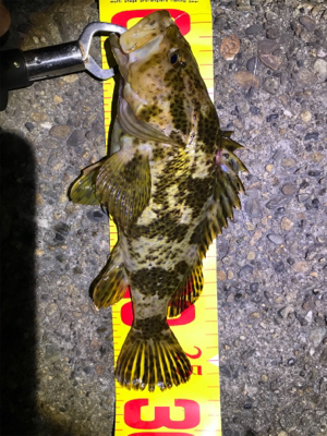 やらかした。Part2  根魚練習Part…