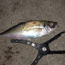 久しぶりのアジング