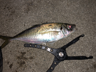 久しぶりのアジング