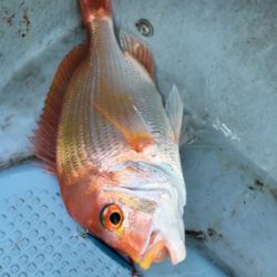 マイクロジギング