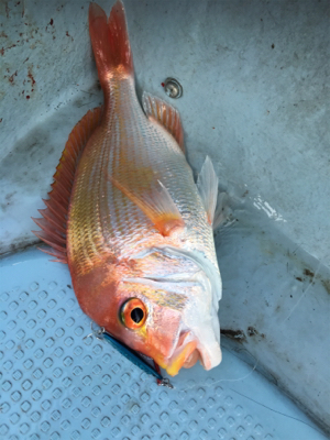 マイクロジギング