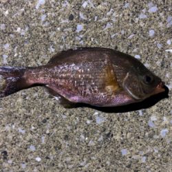 久々のメバリング