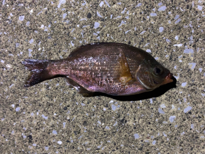 久々のメバリング