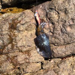 夏のドMエギング！スタート