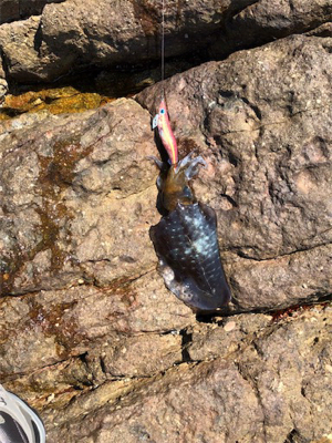 夏のドMエギング！スタート