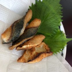 ツバス、惜しくも海へ帰る…