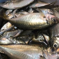 大きめアジ到来です。