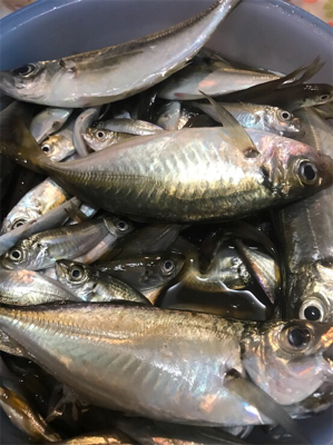 大きめアジ到来です。