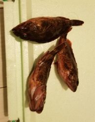 真鶴  7目？釣り (外道多め)