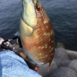 チョイ投げ8目!!!