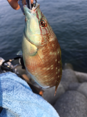 チョイ投げ8目!!!