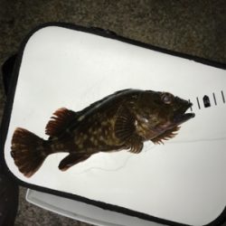 金土日月連続釣行