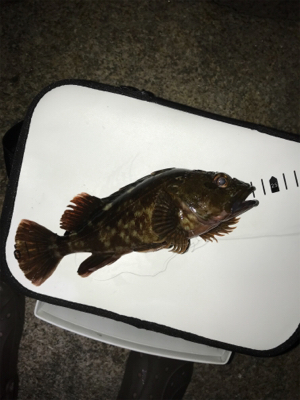 金土日月連続釣行