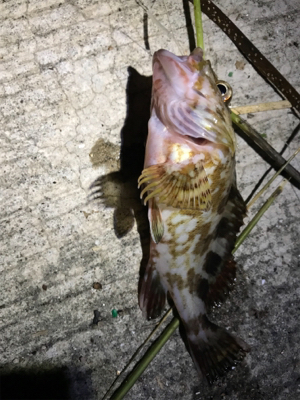 アナゴが小さい