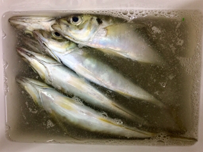 今晩は本気出す