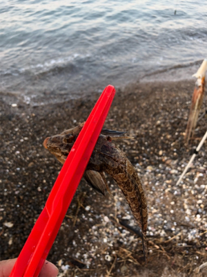 めげずに大キス狙い
