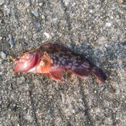 暑かったけど楽しかったです