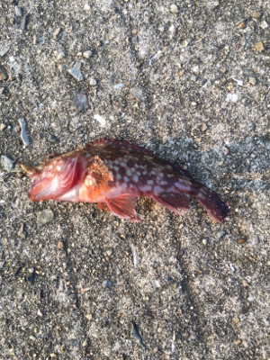 暑かったけど楽しかったです