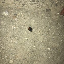 セアカゴケグモに注意