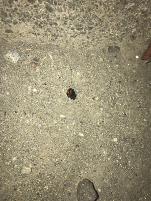 セアカゴケグモに注意