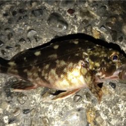 カサゴ狙い…ではない…