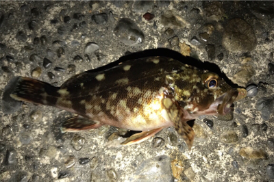 カサゴ狙い…ではない…