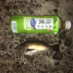 笠戸島でエギング&アジング