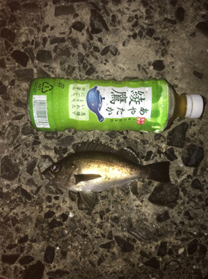 笠戸島でエギング&アジング