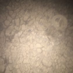 濁り、関係なし