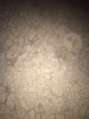 濁り、関係なし