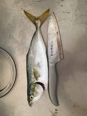 ツバス戻ってきてー