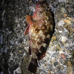 ケンサキ調査→ガシラ釣りに変更