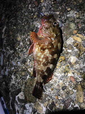 ケンサキ調査→ガシラ釣りに変更