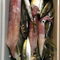 バチコンアジング&イカメタル