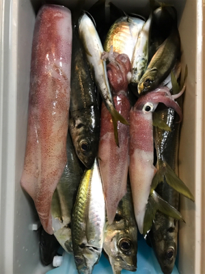 バチコンアジング&イカメタル