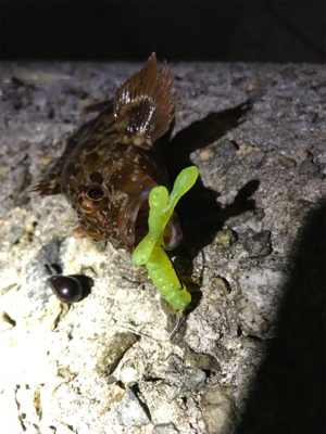 ガシリングからのジギング！