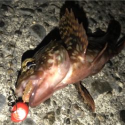 カサゴ狙い！？