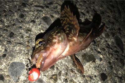 カサゴ狙い！？