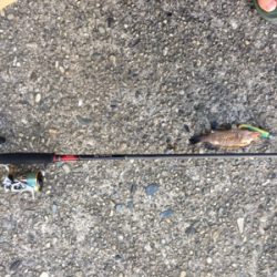 かわいいの釣れた！